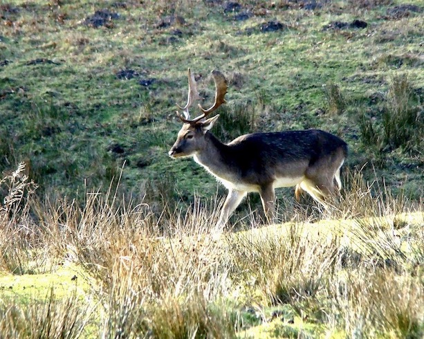 fallow deer